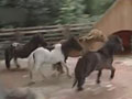 ������˳����Ҳ����