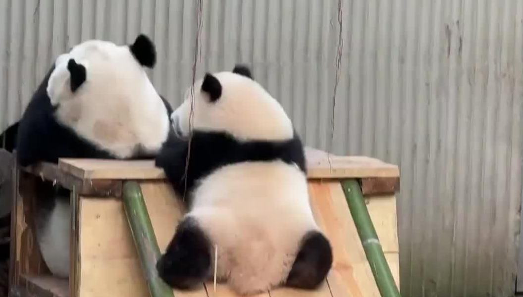 即将满1岁的大熊猫“奇三妹”逐渐解锁滑滑梯技能 真的萌化了