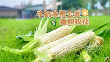广东清远：牛奶水果玉米迎来收获期