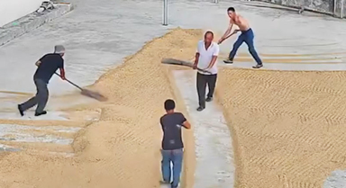 远亲不如近邻具象化了！暴雨将至，邻居们赶来帮男子抢收稻谷