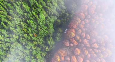 一半青翠一半金色！重庆山王坪云雾缭绕太美了